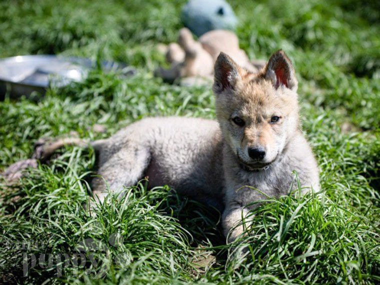 Czechoslovakian Wolfdog puppy
