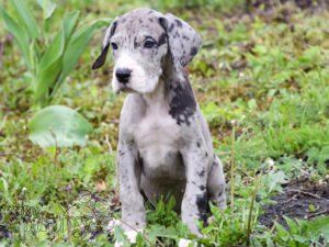 Great Dane puppy