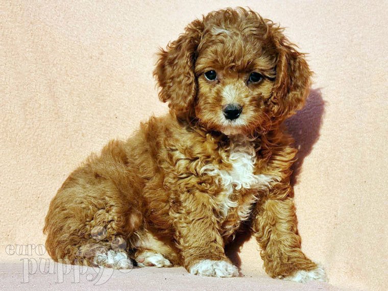 Cavapoo puppy