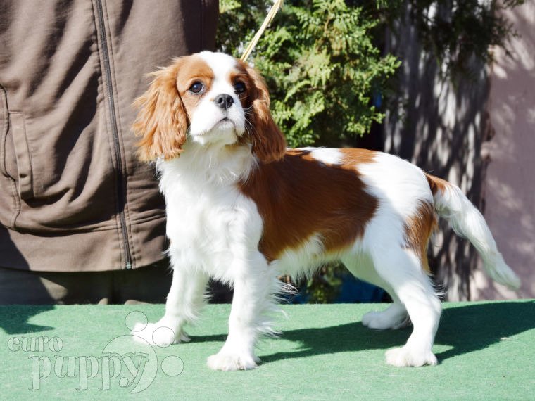 Cavalier King Charles puppy