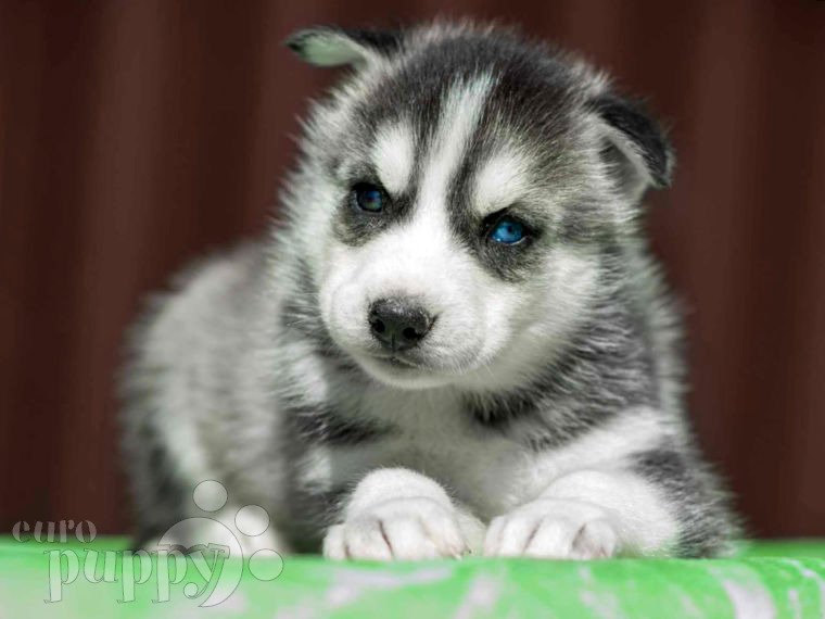 Siberian Husky puppy