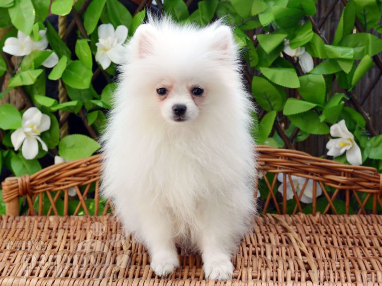 Pomeranian puppy