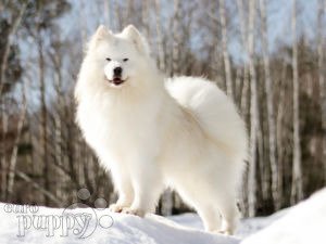 Samojede puppy
