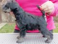 Schnauzer Miniatura puppy