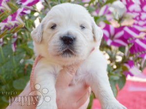 Golden Retriever puppy