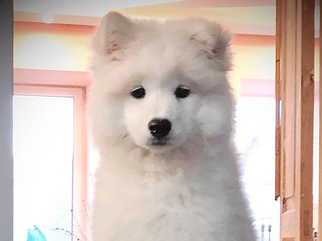 Samoyedo puppy