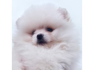 Pomeranian Puppies For Sale | Euro Puppy