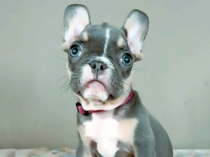 Französische Bulldogge puppy