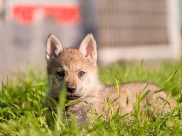 Czechoslovakian Wolfdog puppy