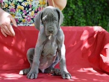 Great Dane puppy