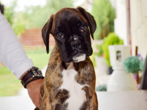 Boxer puppy