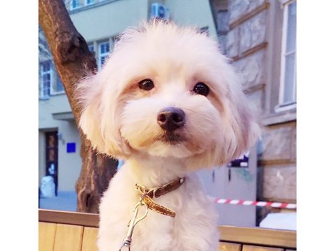 Maltipoo puppy