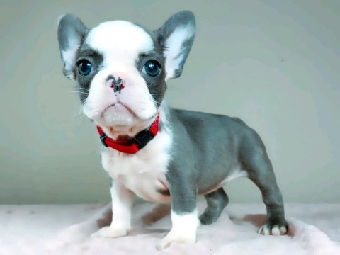 Bulldog Francés puppy