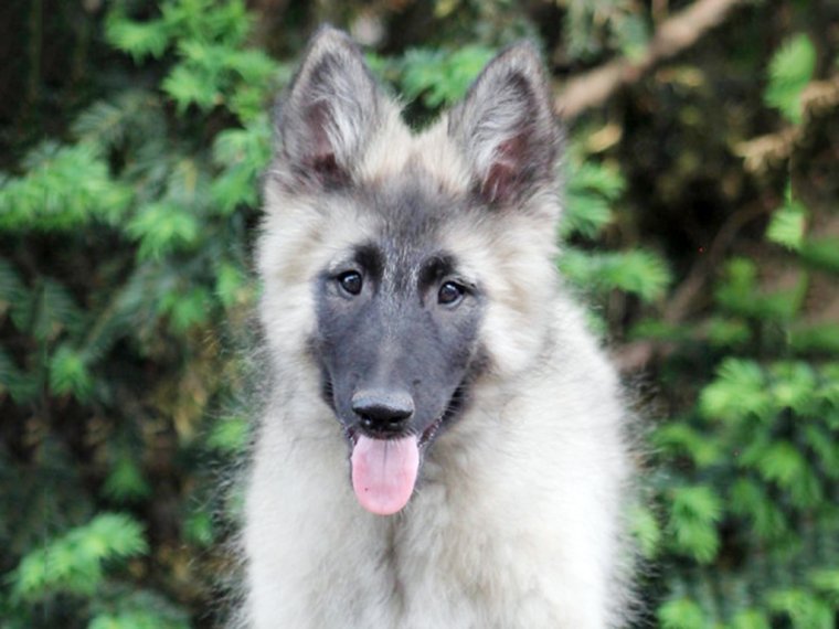 Tervueren puppy