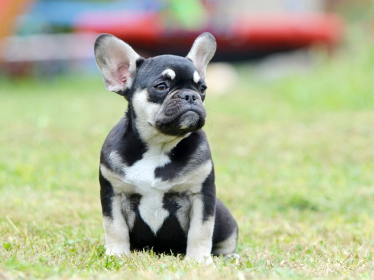Französische Bulldogge puppy