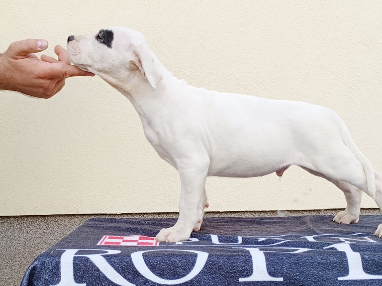 Dogo Argentino puppy