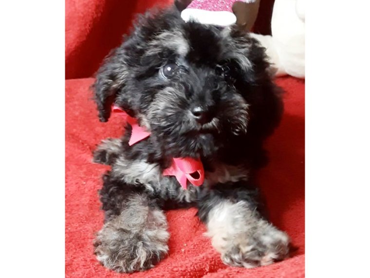 Maltipoo puppy