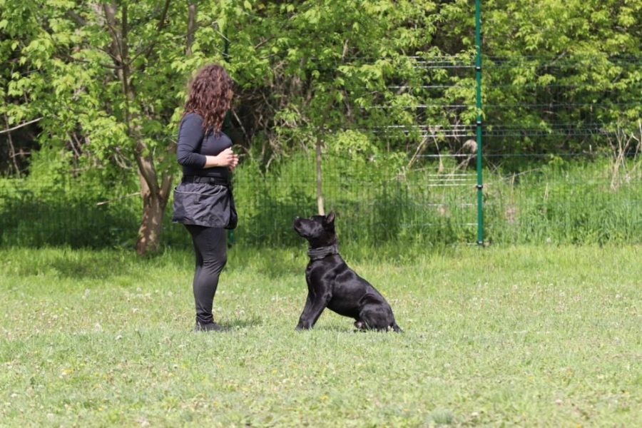 Residential Dog Training by Euro Puppy