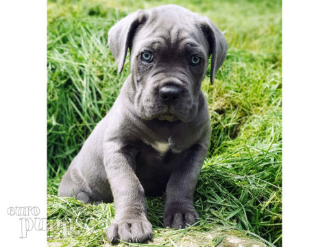 Mastín Italiano puppy