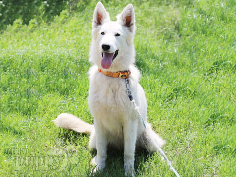 White Swiss Shepherd Dog puppy