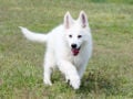 White Swiss Shepherd Dog puppy