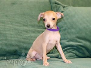 Italienisches Windspiel puppy