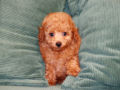 Toy Poodle cachorro