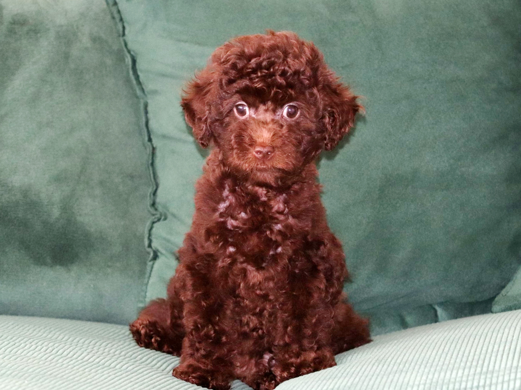 Toy Poodle in Egypt puppies