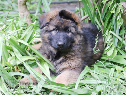 Pastor Alemán puppy
