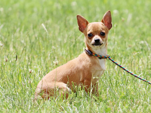 Chihuahua welpen kaufen