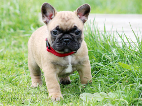 Bulldog Francés puppy