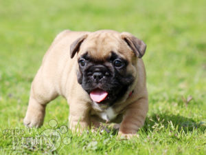 Französische Bulldogge puppy