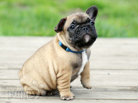 French Bulldog puppy