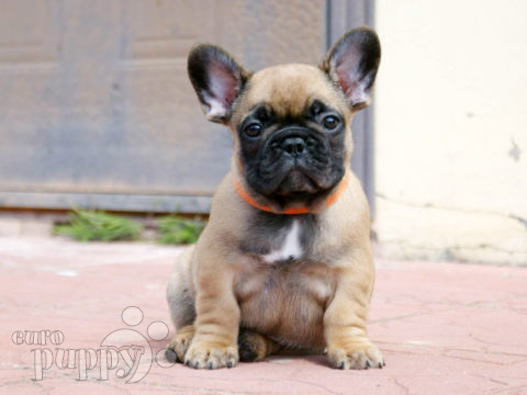 Bulldog Francés puppy