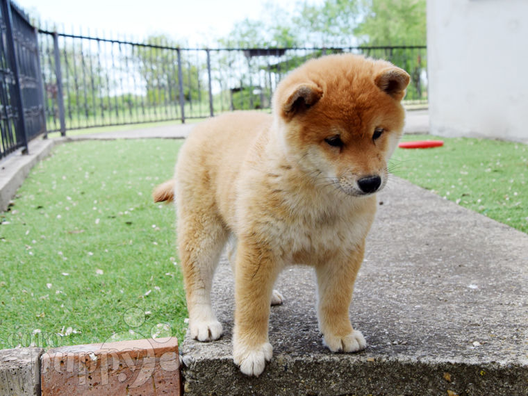 Shiba Inu puppy