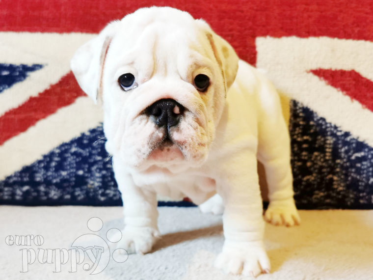 English Bulldog puppy