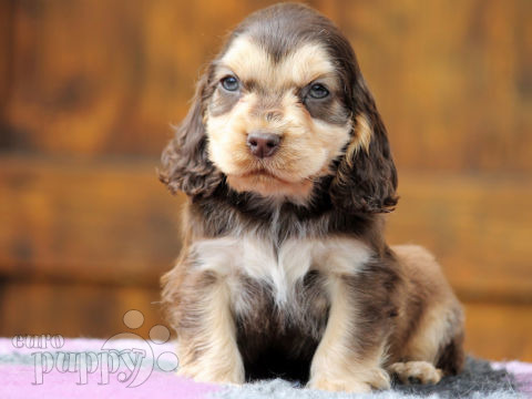 Cocker Spaniel Inglés puppy