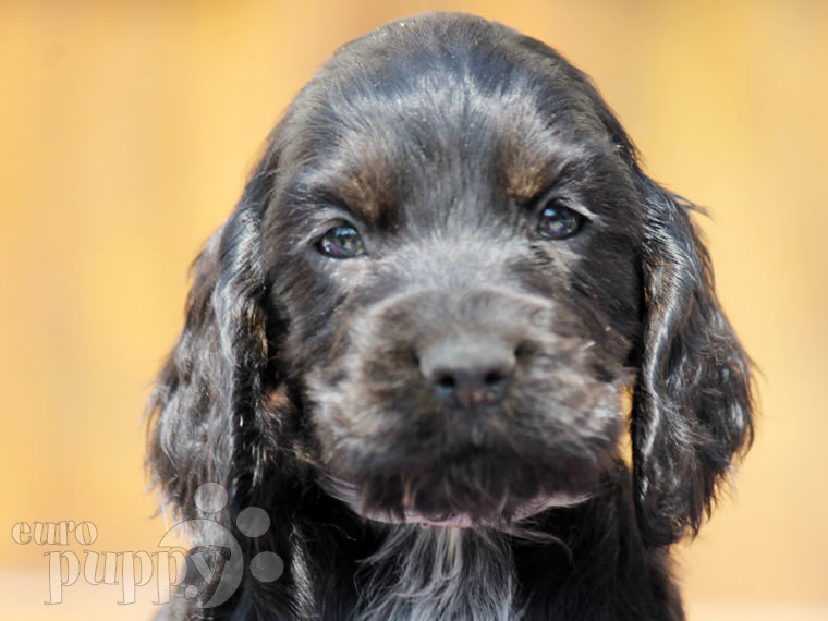 English Cocker Spaniel puppy