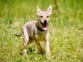 Czechoslovakian Wolfdog puppy for sale