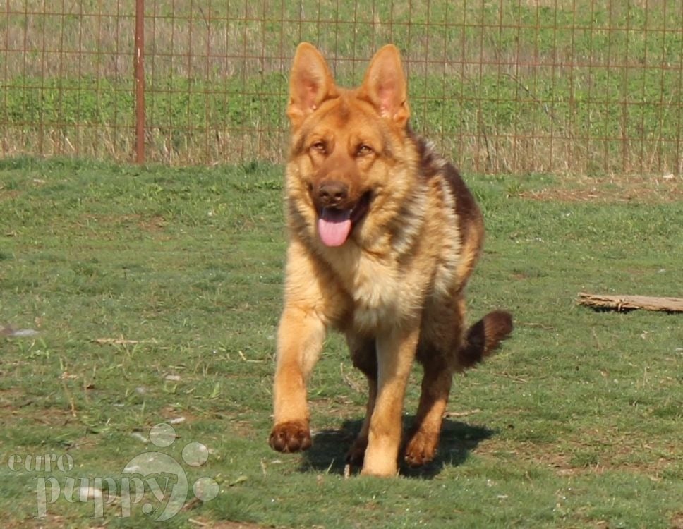 European german shepherd hot sale puppies for sale