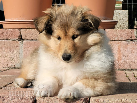 Collie puppy