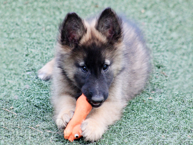 Pastor Belga Tervuren puppy