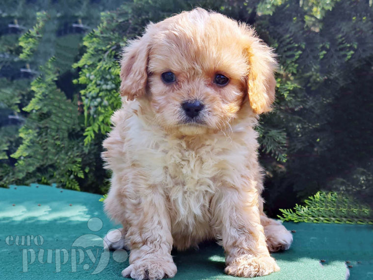 Cavapoo puppy