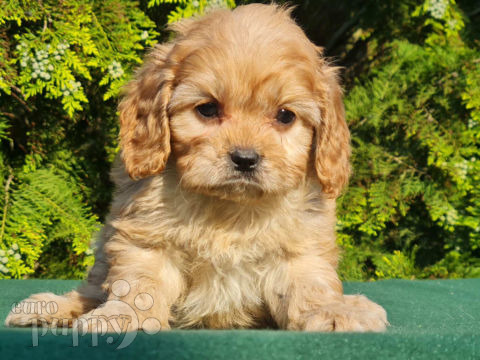 Cavapoo puppy