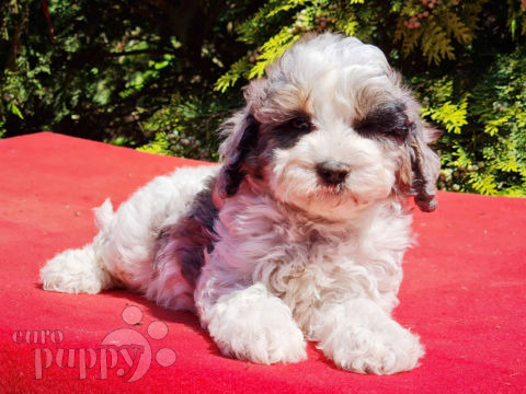 Cavapoo puppy