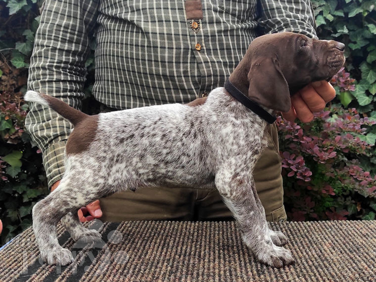 Deutsch Drahthaar puppy
