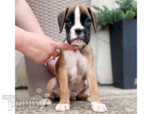 Boxer puppy