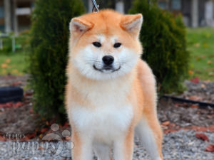 Akita Inu puppy for sale