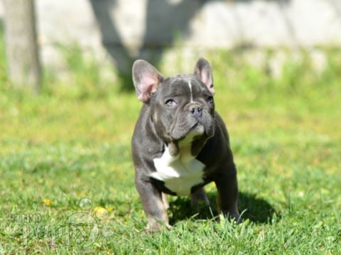 Bulldog Francés puppy