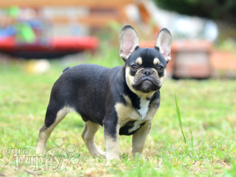 French Bulldog puppy